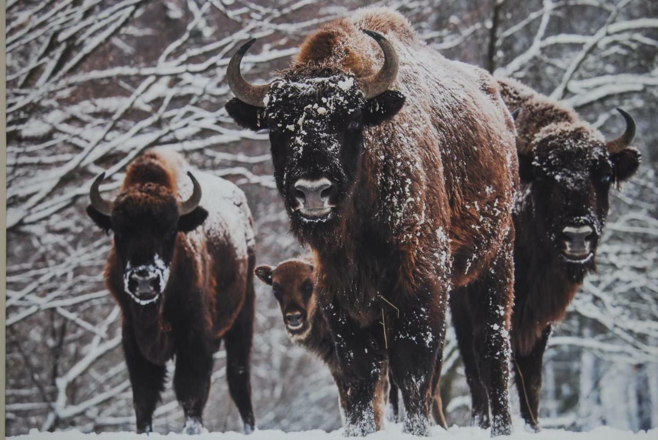 Kamienna Zagroda Białowieża Exterior foto